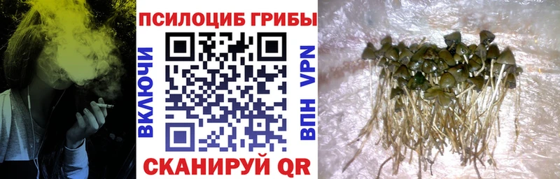 Галлюциногенные грибы мицелий где купить наркоту Могоча